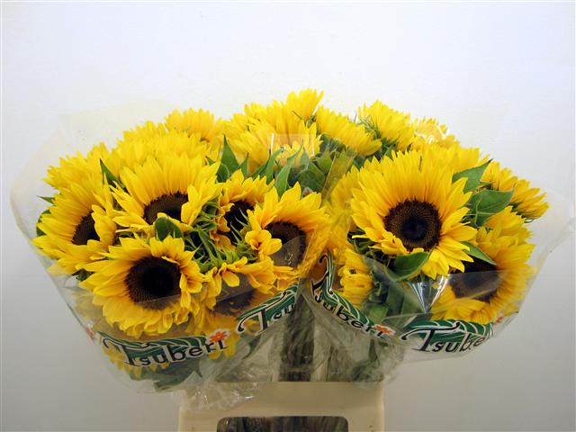 HELIANTHUS ORANGE SMALL
